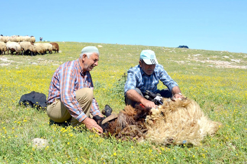 Küçükbaş hayvanların yaklaşan yaz