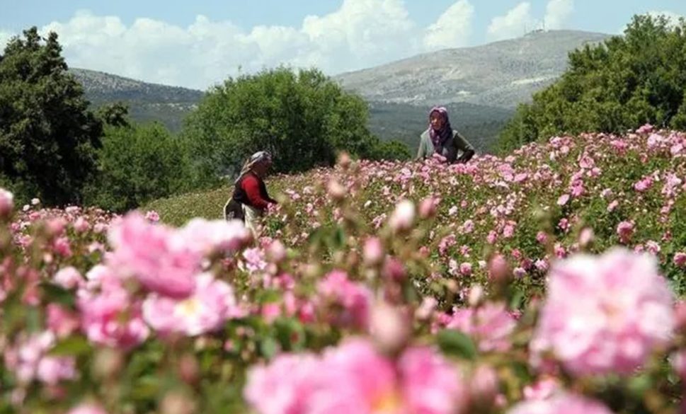 isparta’da gül hasadı sona eriyor