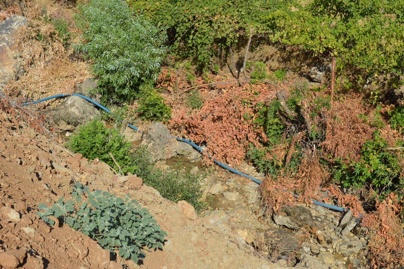 Siirt halkının yaşadığı su