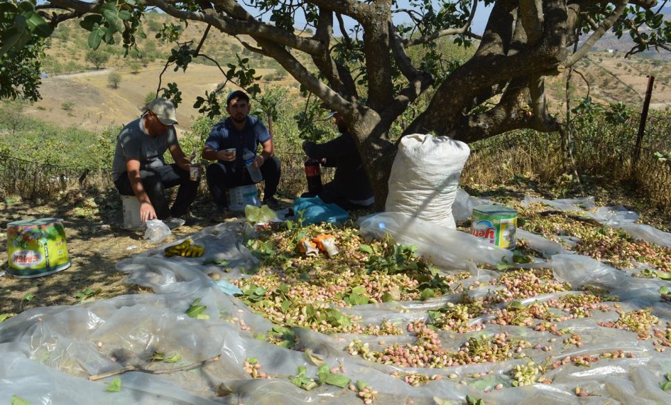 fıstık üreticileri hırsızlara karşı önlem alınmasını istiyor