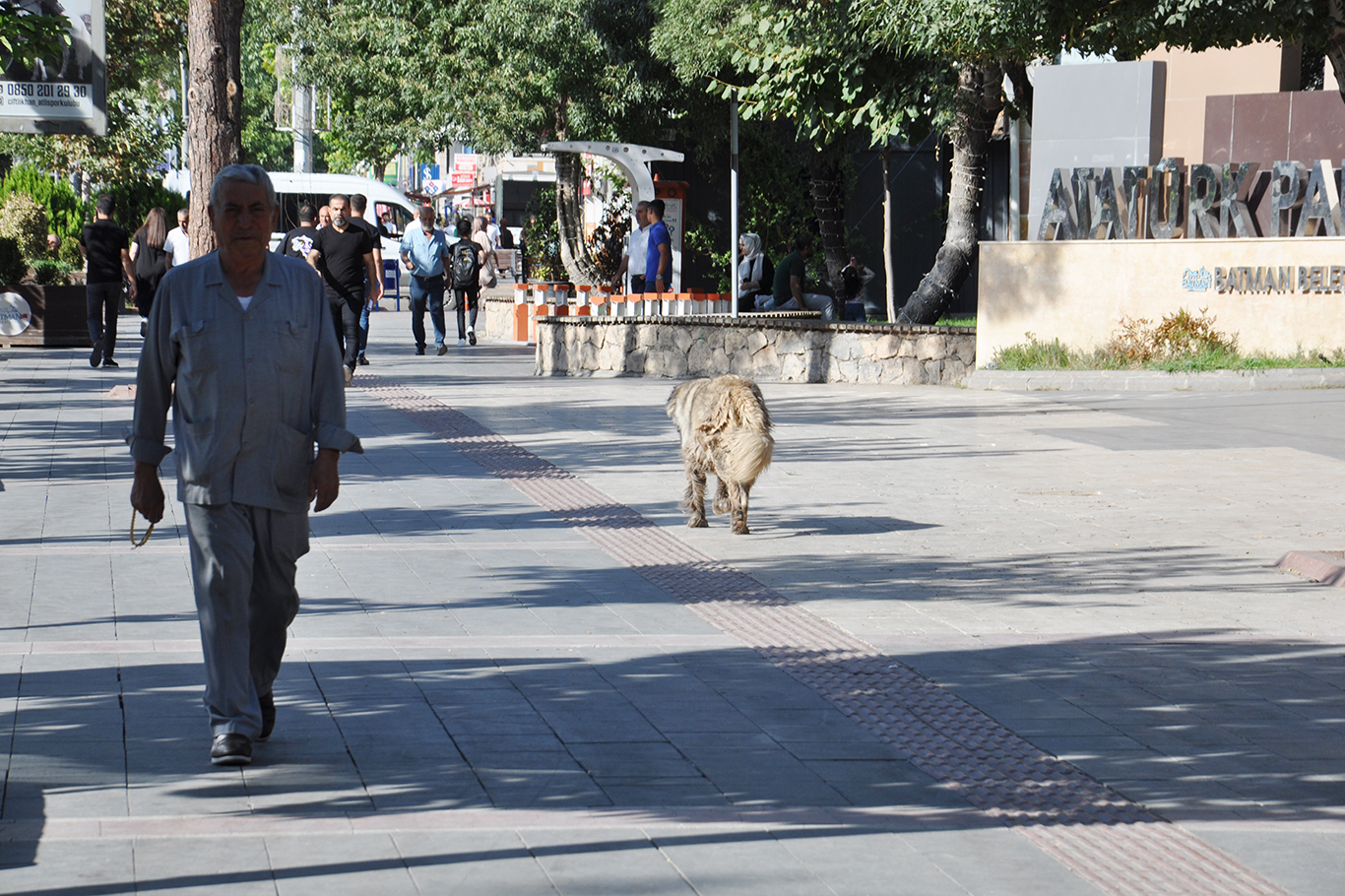 Başıboş köpeklerin oluşturduğu tehdit