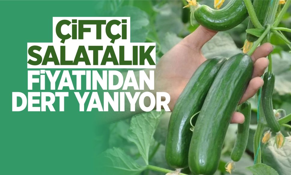 çiftçi salatalık fiyatından dert yanıyor