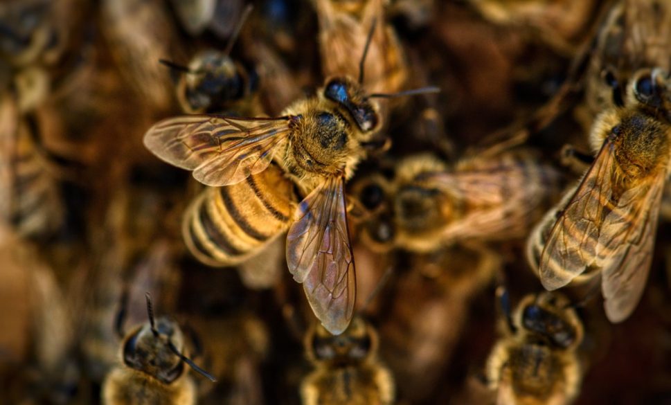 arının soktuğu kadın hayatını kaybetti