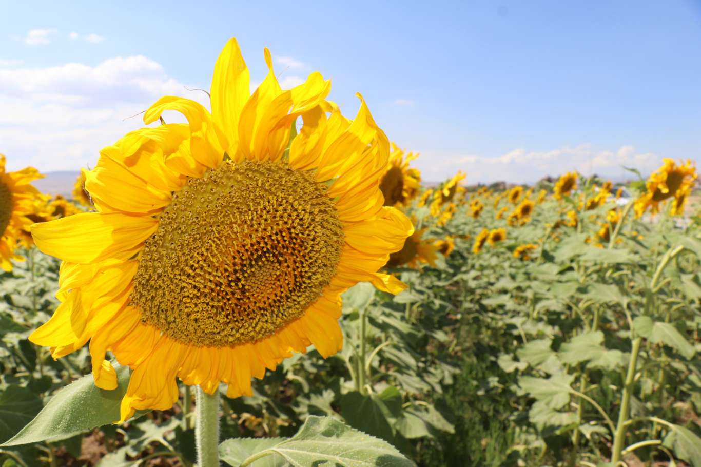 Karadeniz Yağlı Tohumlar Tarım