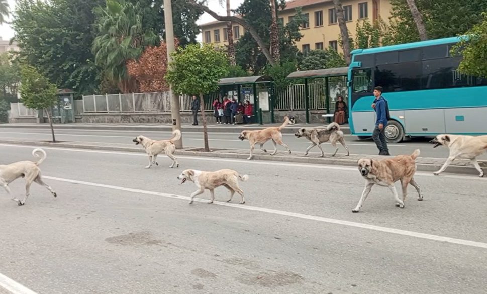 köpekler tedirgin etmeye devam ediyor