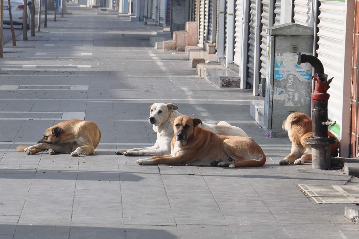 Adalet Bakanı Tunç, başıboş