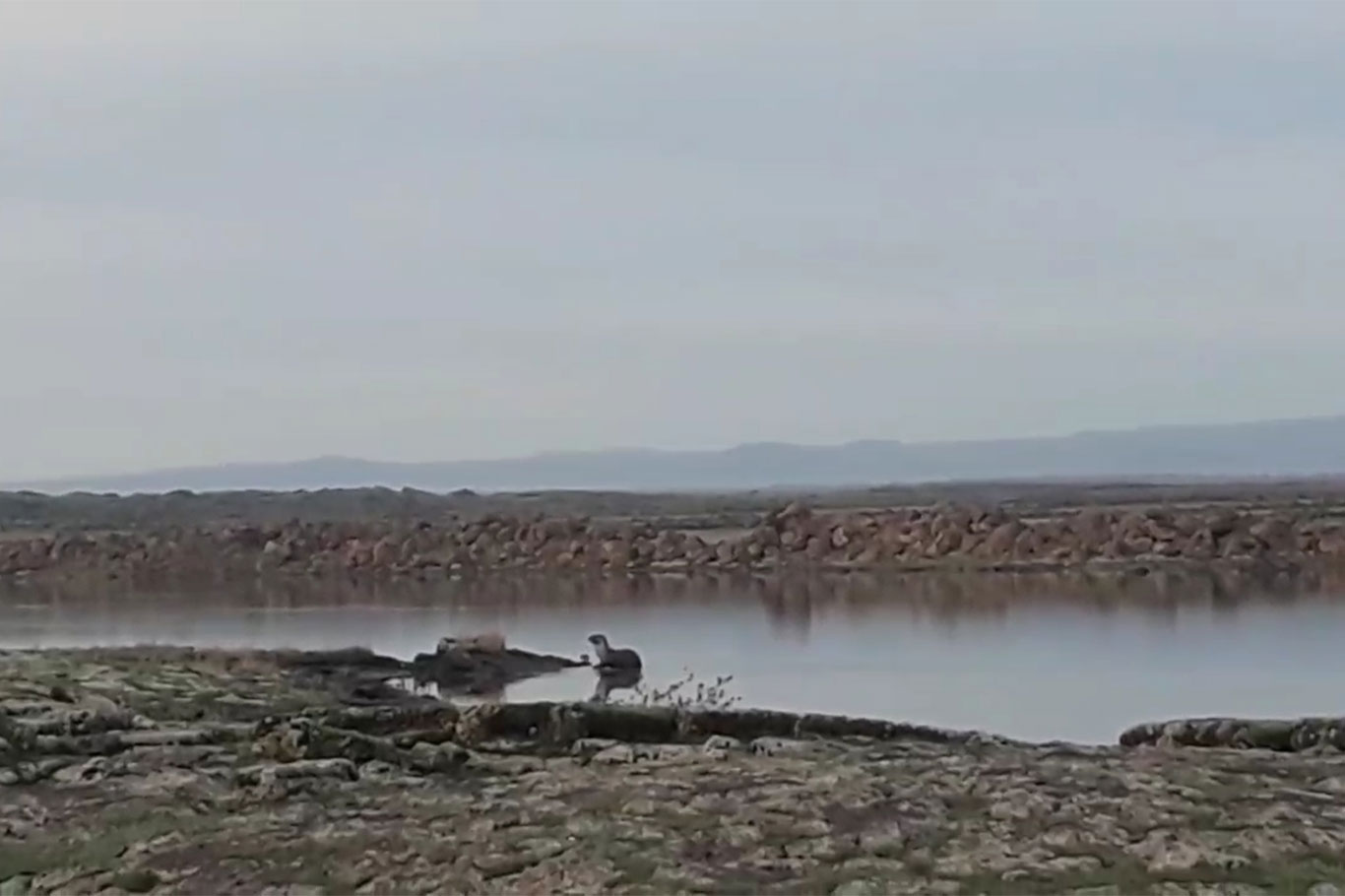 Diyarbakır’ın Çınar ilçesinde, Dünya