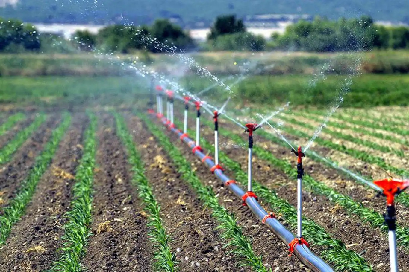 Tarım ve Orman Bakanı