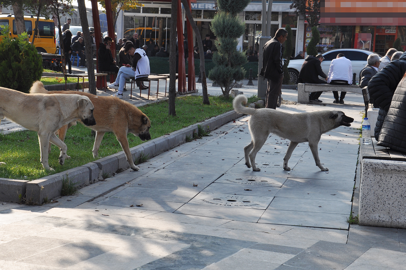 Başıboş köpeklerin artık bir