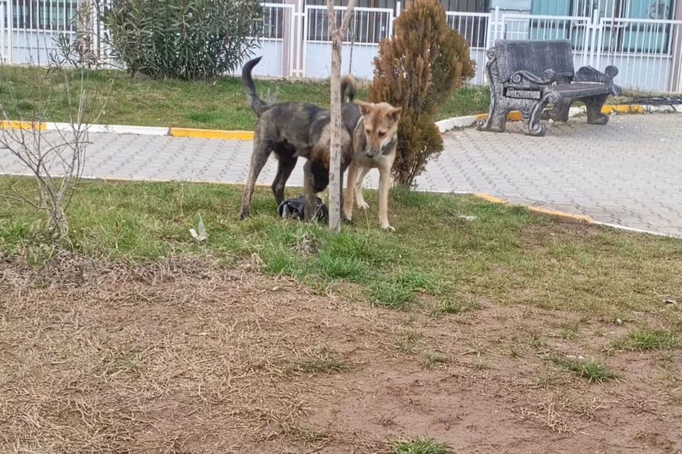 Diyarbakır’ın Bağlar ilçesinde başıboş