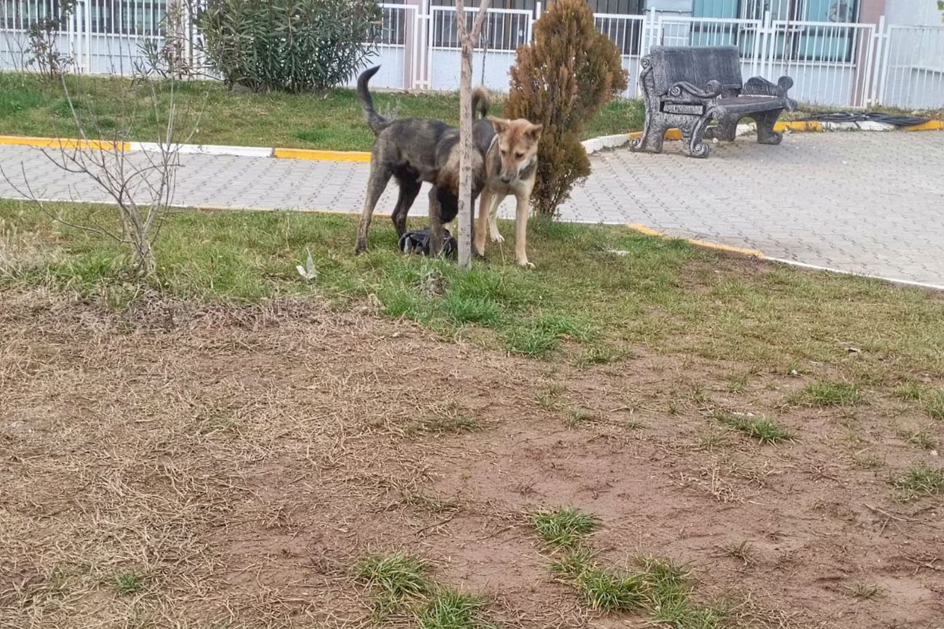 Diyarbakır’da otoparka ait köpeğin