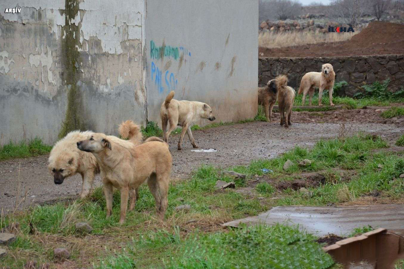 Ankara’nın Ayaş ilçesinde ahıra