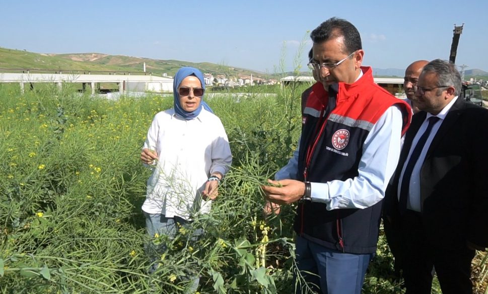 siirt’te lenoks bitkisinin hasadı yapıldı