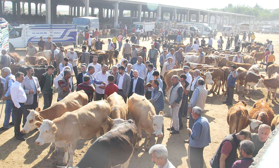 kurban pazarlarında satılamayan kurbanlıklar esk tarafından satın alınacak