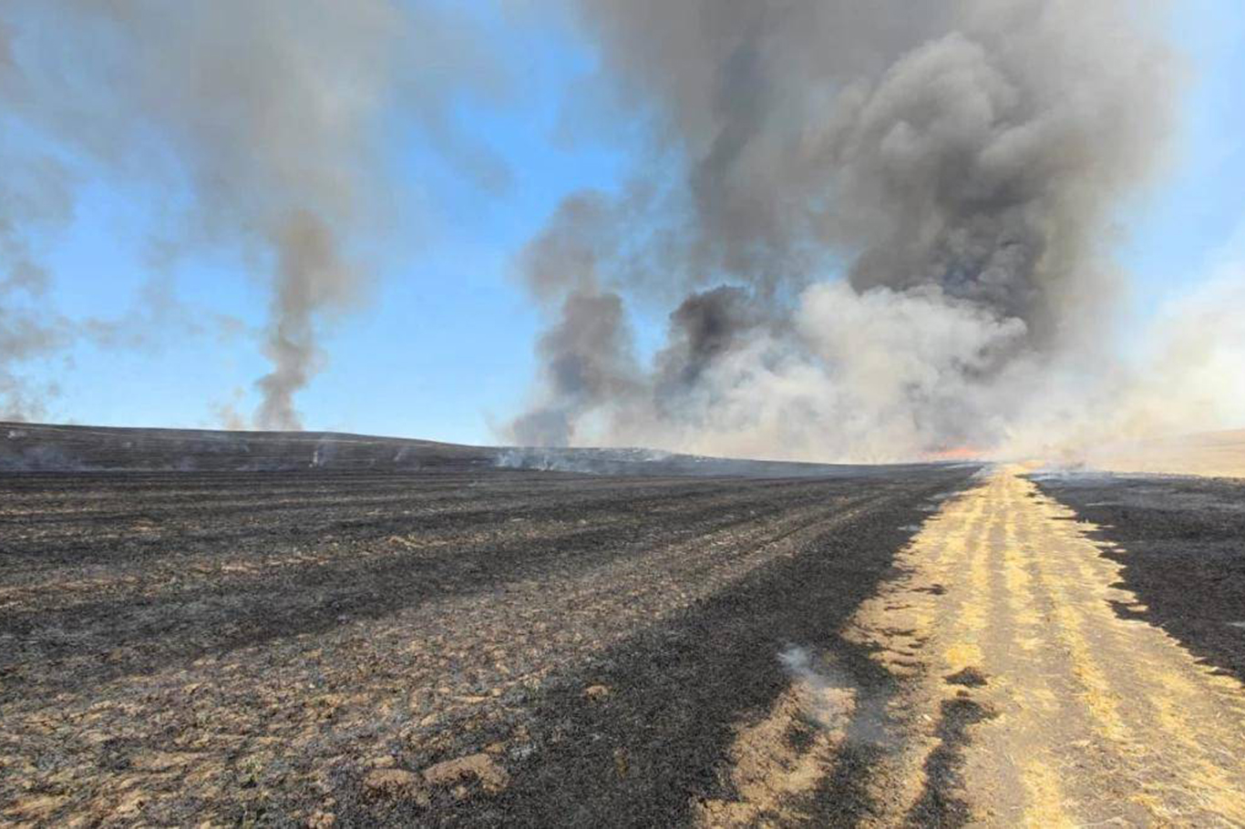 Diyarbakır’ın Silvan ilçesinde, hasadı