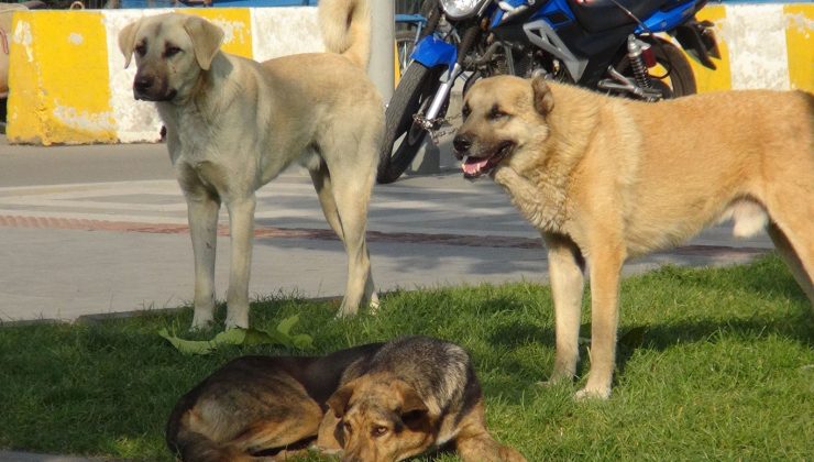 köpek yasası’na uymayan belediye başkanları hapis cezası alacak