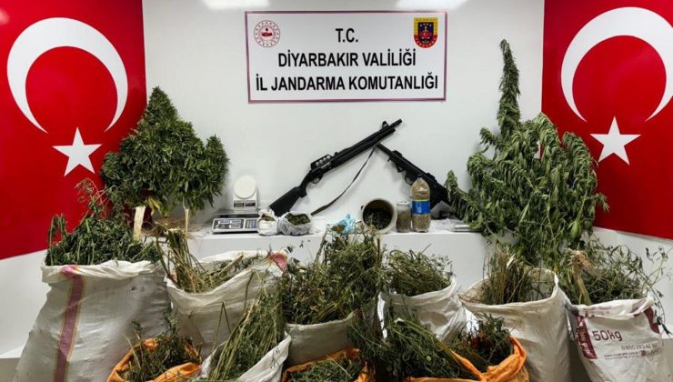 77 bin kök kenevir ve skunk bitkisi ile 65 kilogram esrar ele geçirildi