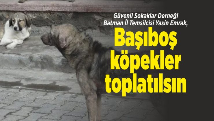 bütün başıboş köpekler toplatılmalıdır