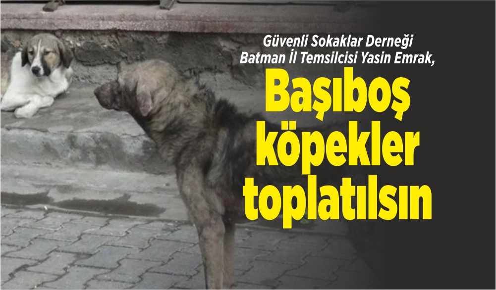 Köpeklerin sayısız hastalıklara neden