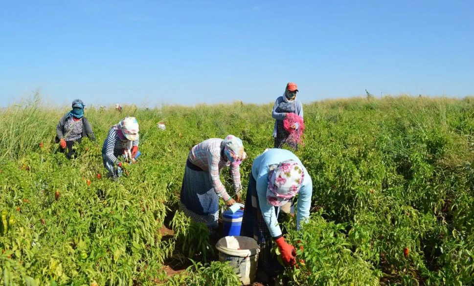 tarım ürünleri üretici fiyat endeksi arttı