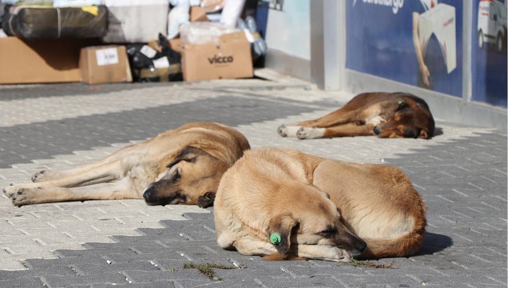 sokak hayvanlarına yönelik kanun teklifinde 4 madde daha kabul edildi