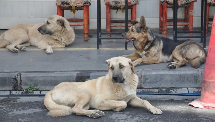 sokak hayvanları kanun teklifinin ilk 3 maddesi kabul edildi