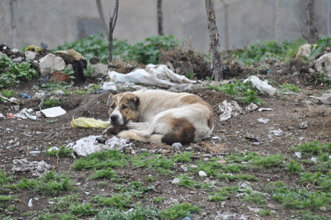 Adana’da başıboş köpeklerin saldırısına