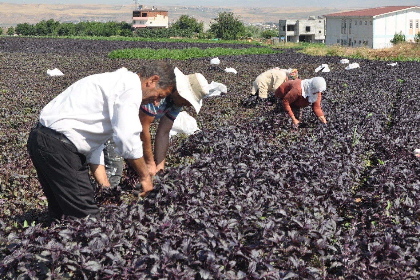 Türkiye’de en iyi ve