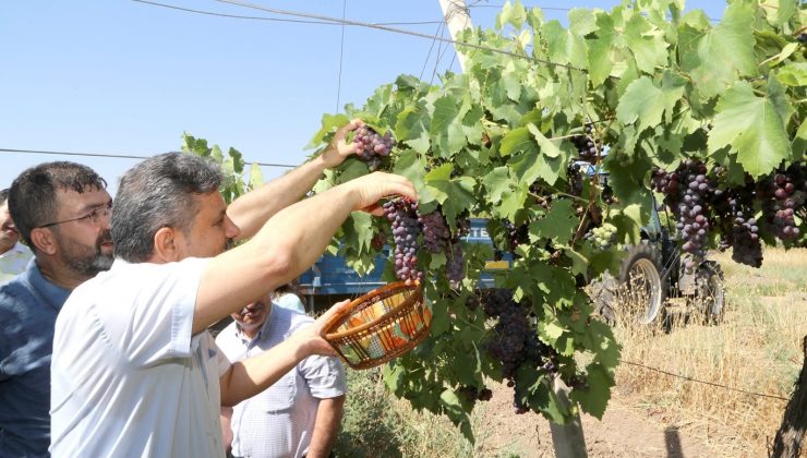 siirt üniversitesi’nde bağbozumu etkinliği