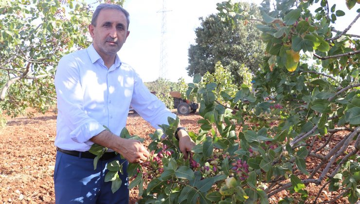 fıstık üretimindeki mağduriyetler giderilmelidir