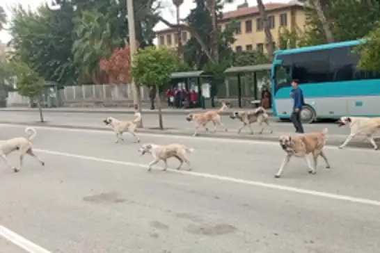 Başıboş köpeklere yönelik düzenlemeler