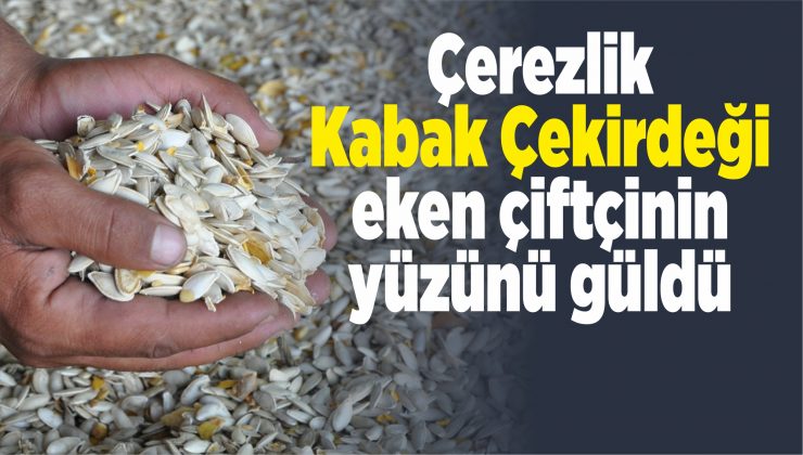 çerezlik kabak çekirdeği eken çiftçinin yüzünü güldü