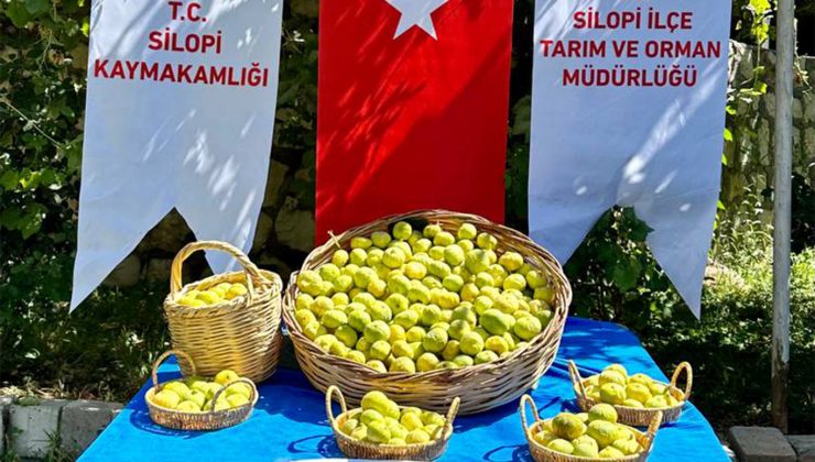 tescilli silopi incirinin hasadı yapıldı