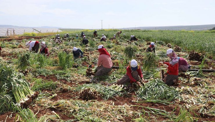 ücretli çalışan sayısı arttı