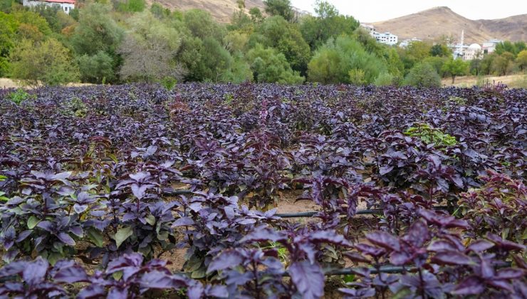 mor reyhanı büyük pazarlarda hak ettiği değeri bulma yolunda ilerliyor