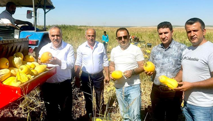 balpınar’da çerezlik kabak hasadı