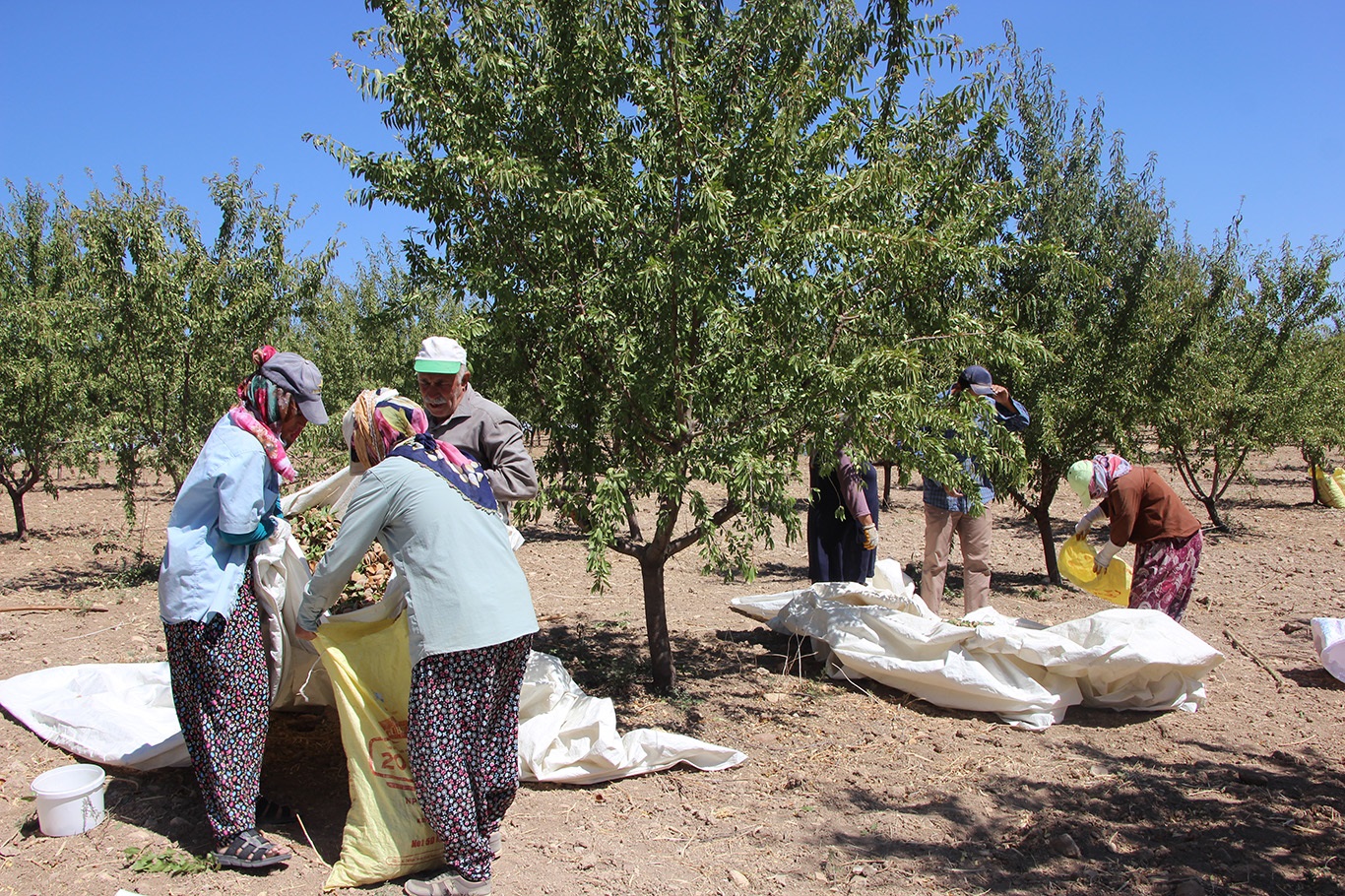 Adıyamanlı Tarım işçileri, artan