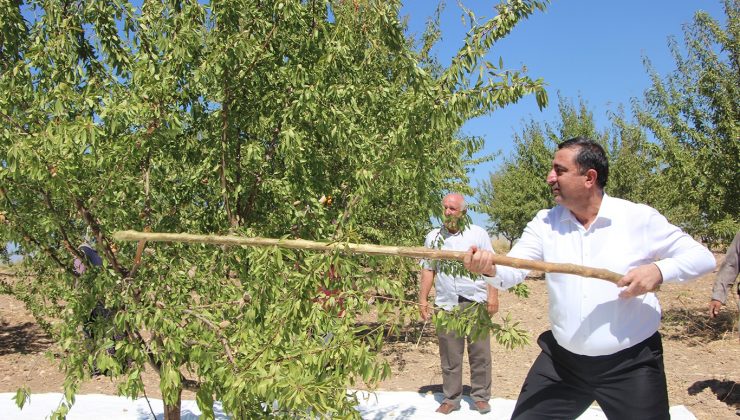 ramanlı badem hasadına katıldı