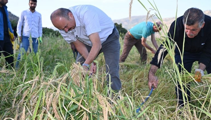 gercüş’te pirinç hasadı yapıldı