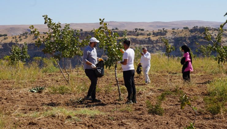 üniversitede ilk fıstık hasadı yapıldı