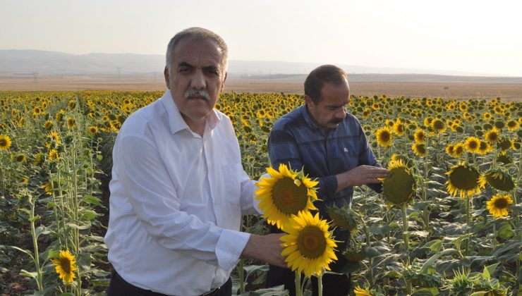 yağlık ayçiçeği ekimi yaygınlaşıyor