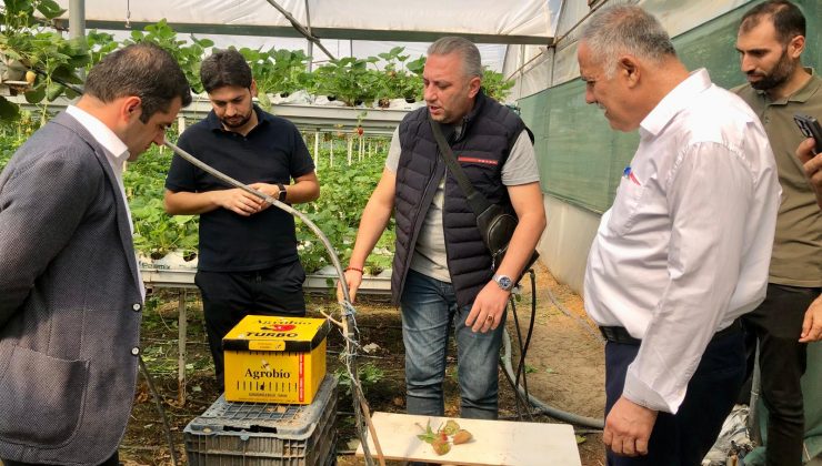 topraksiz çi̇lek serasina zi̇yaret