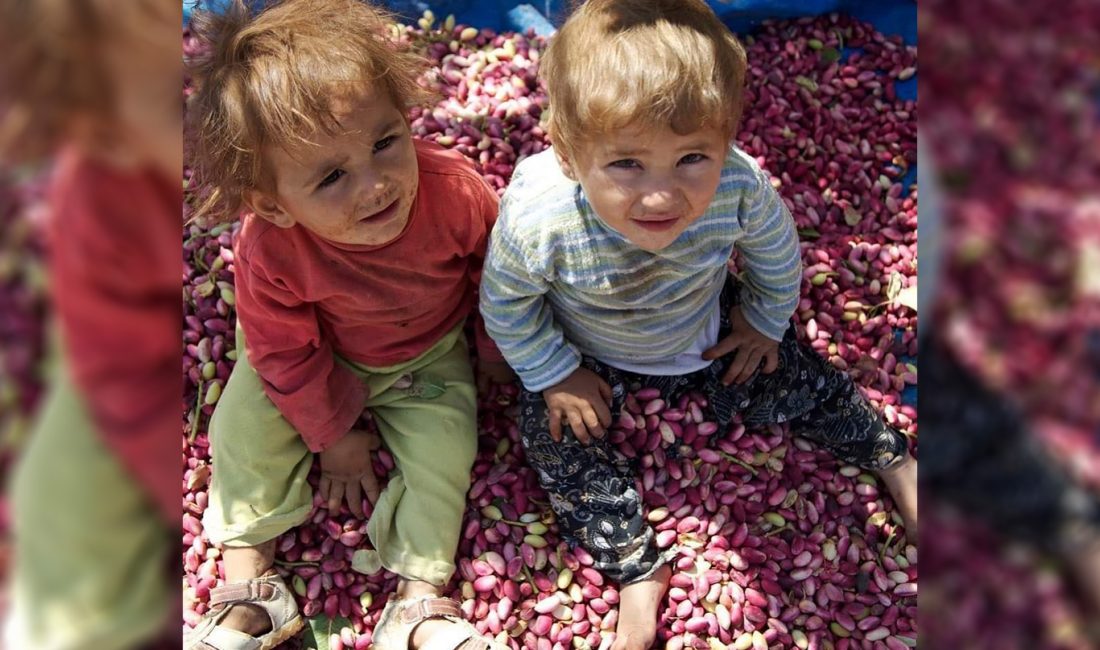 Şanlıurfa'da zeytin ve fıstık