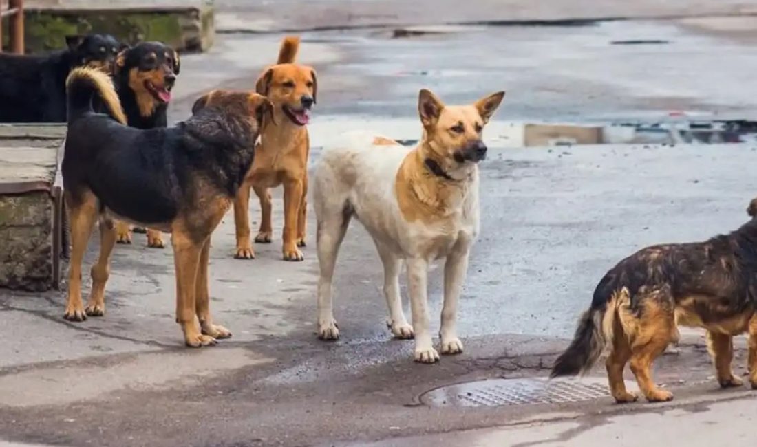 Adıyaman'da okuldan eve dönerken