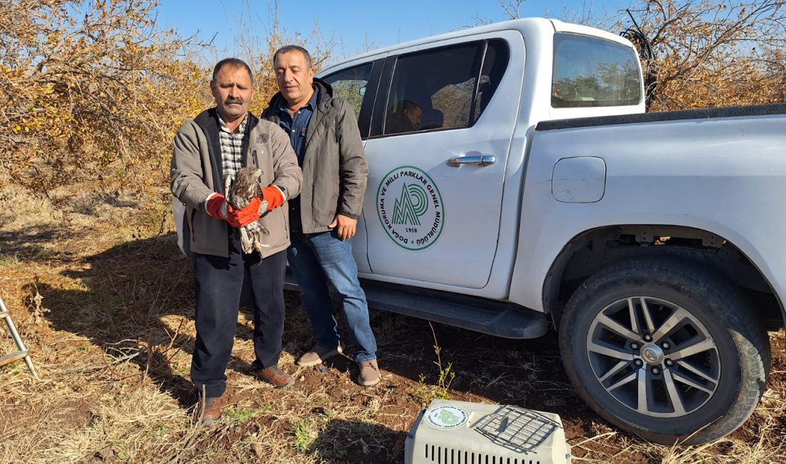 Şanlıurfa'da yaralı halde ağaca