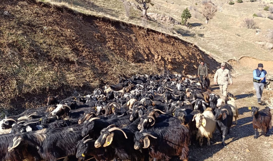 Batman'da kaybolan 150 keçi,